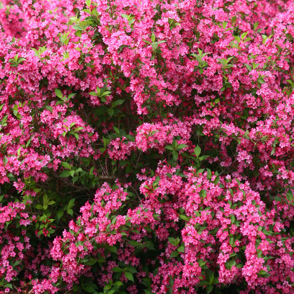 Weigela 'Sonic Bloom Pink'