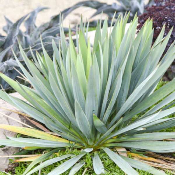 Yucca 'Dragon Slayer'