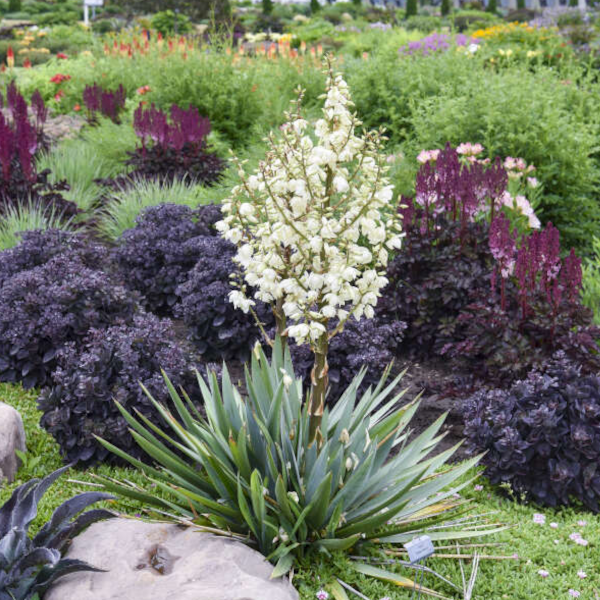 Yucca 'Dragon Slayer'