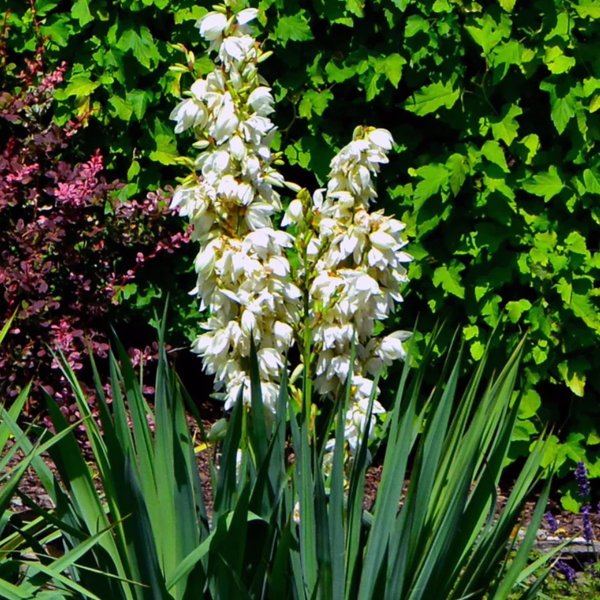 Yucca filamentosa