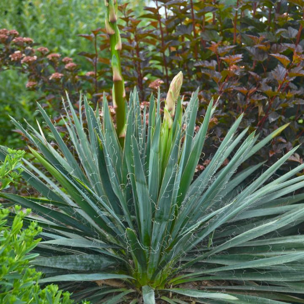 Yucca filamentosa 'Excalibur'