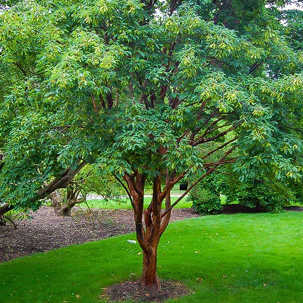 Acer Griseum