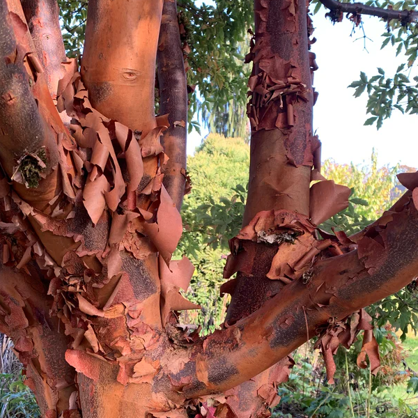 Acer Griseum