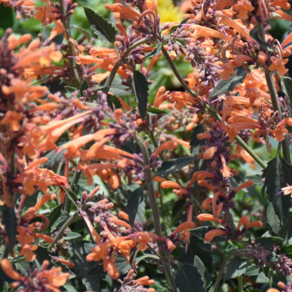 Agastache Kudos Mandarin