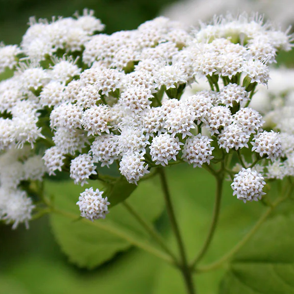 Ageratina altissima