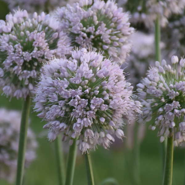 Allium 'Lavender Bobblehead'