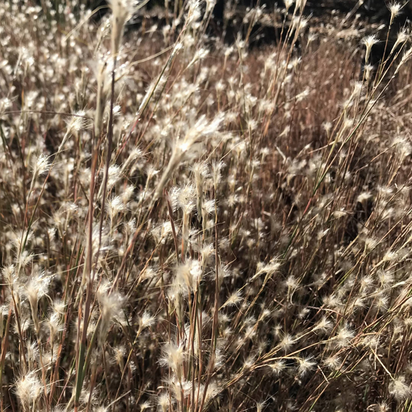 Andropogon ternarius