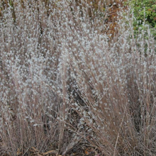 Load image into Gallery viewer, Andropogon ternarius
