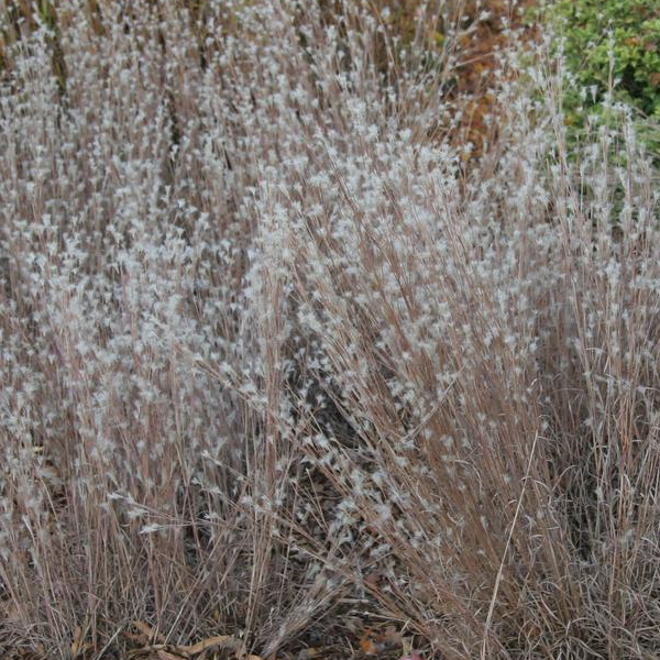 Andropogon ternarius