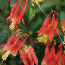 Load image into Gallery viewer, Aquilegia canadensis &#39;Little Lanterns&#39;

