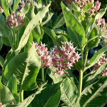 Load image into Gallery viewer, Asclepias speciosa

