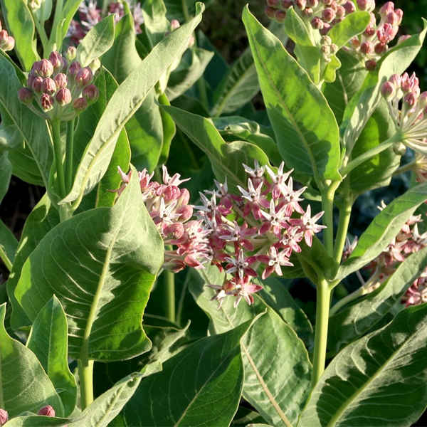 Asclepias speciosa