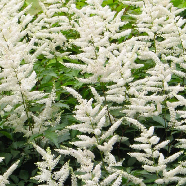 Astilbe 'Snowdrift'