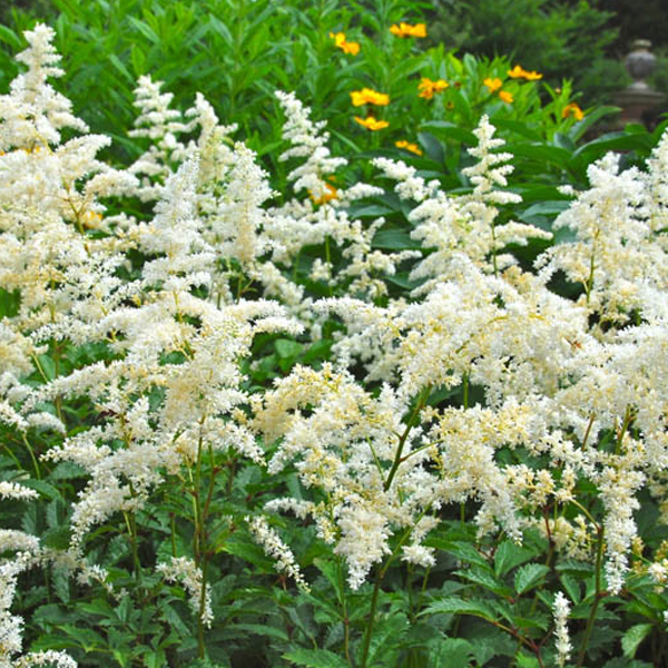 Astilbe 'Snowdrift'