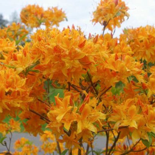 Azalea 'Golden Lights'