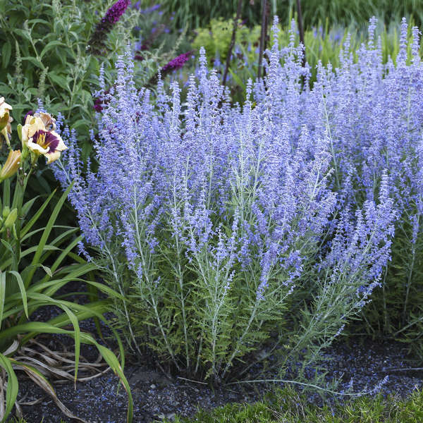 Perovskia 'Blue Jean Baby'