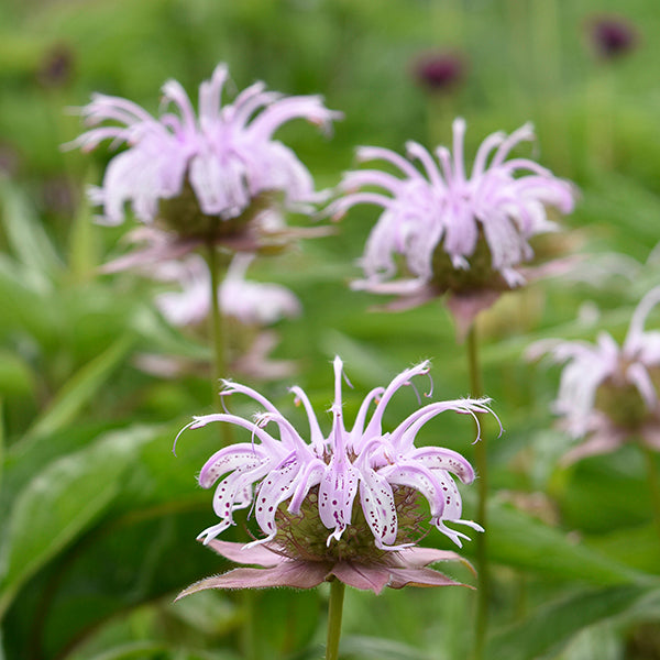 Monarda 'Bradburiana'
