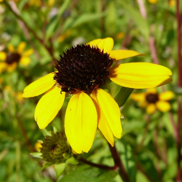 Rudbeckia triloba