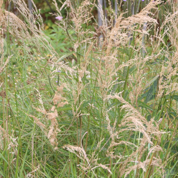 Calamagrostis canadensis