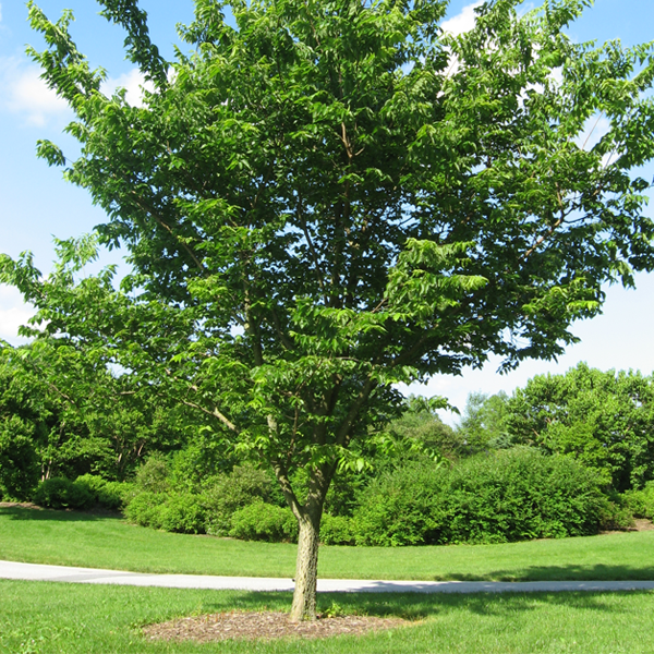 Celtis occidentalis