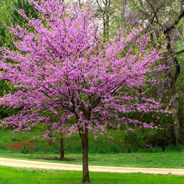Cercis Canadensis