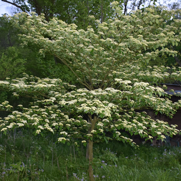 Cornus alternifolia