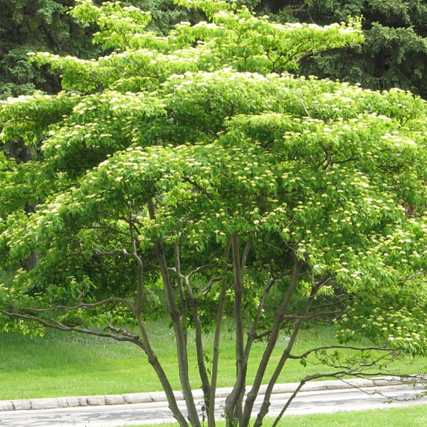 Cornus alternifolia