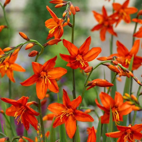 Crocosmia 'Babylon'