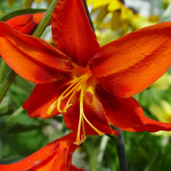 Crocosmia 'Babylon'