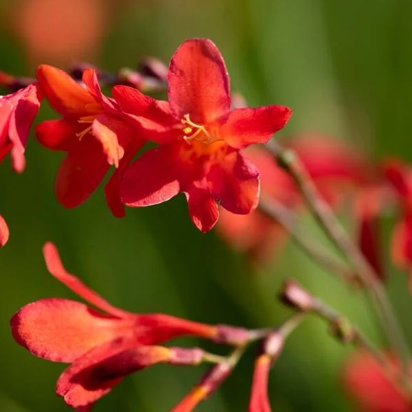 Crocosmia 'Princess'