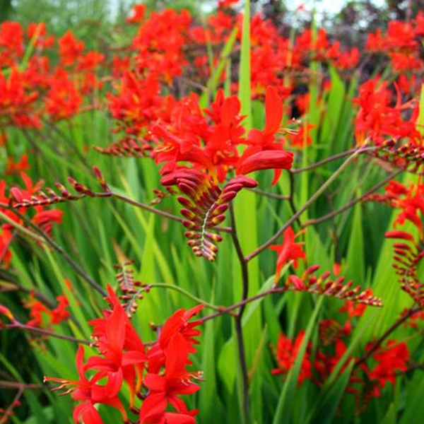 Crocosmia 'Princess'