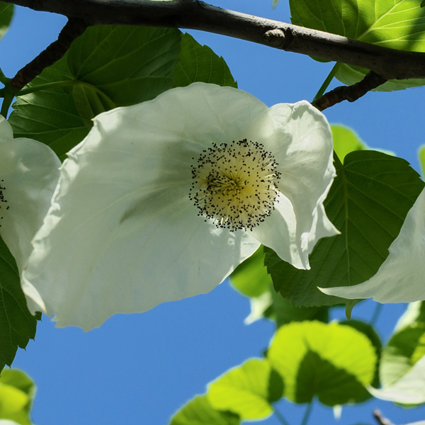 Davidia involucrata