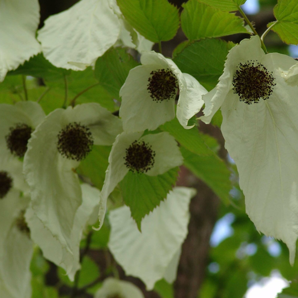 Davidia involucrata