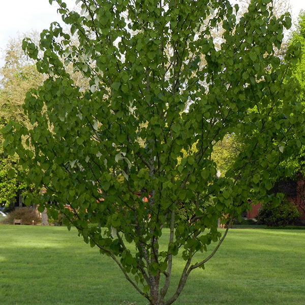 Davidia involucrata