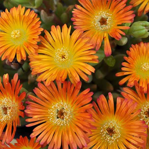 Delosperma 'Hot Orange'
