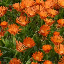 Load image into Gallery viewer, Delosperma &#39;Hot Orange&#39;

