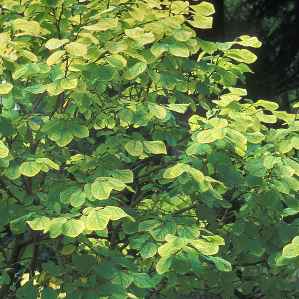 Dirca Palustris