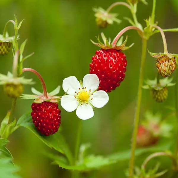 Fragaria Virginiana