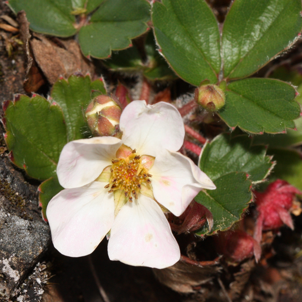 Fragaria Virginiana