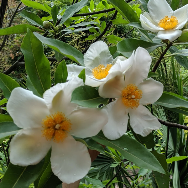 Gordlinia Grandiflora