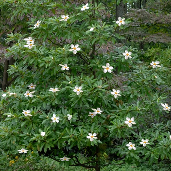 Gordlinia Grandiflora