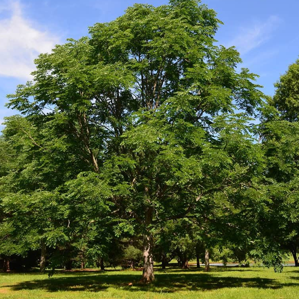 Gymnocladus Dioicus