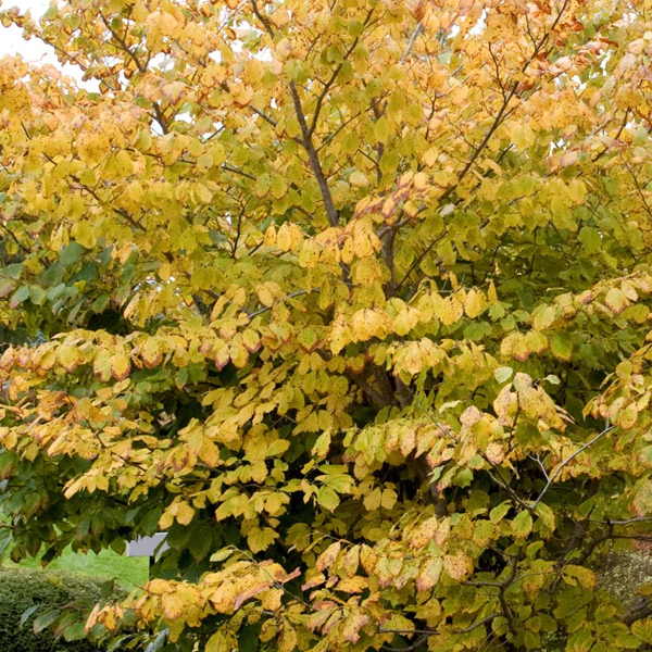 Hamamelis virginiana