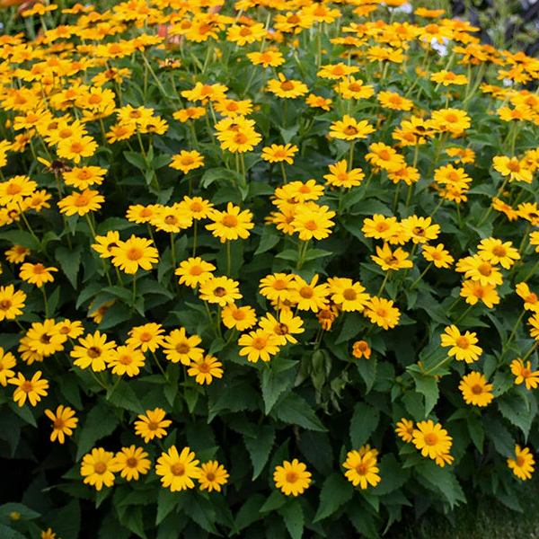 Heliopsis 'Tuscan Sun'