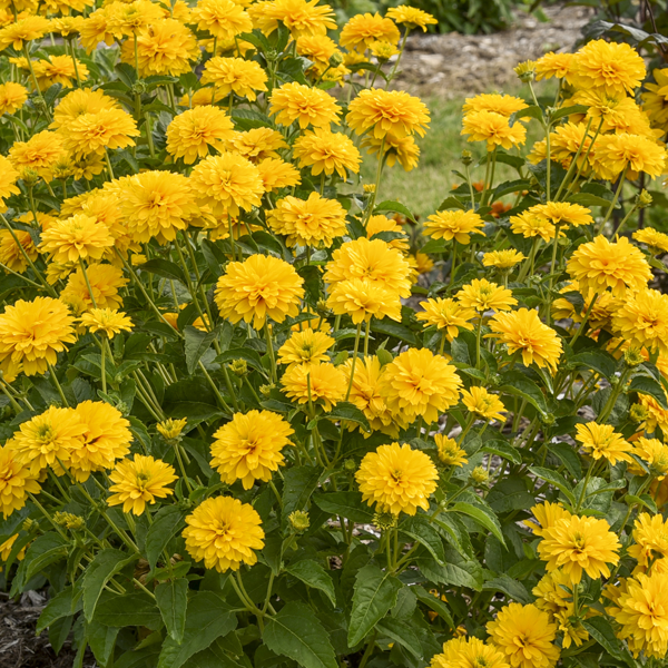 Heliopsis 'Rays for Days'