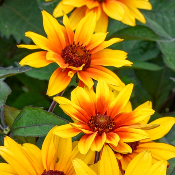 Heliopsis 'Sundial'
