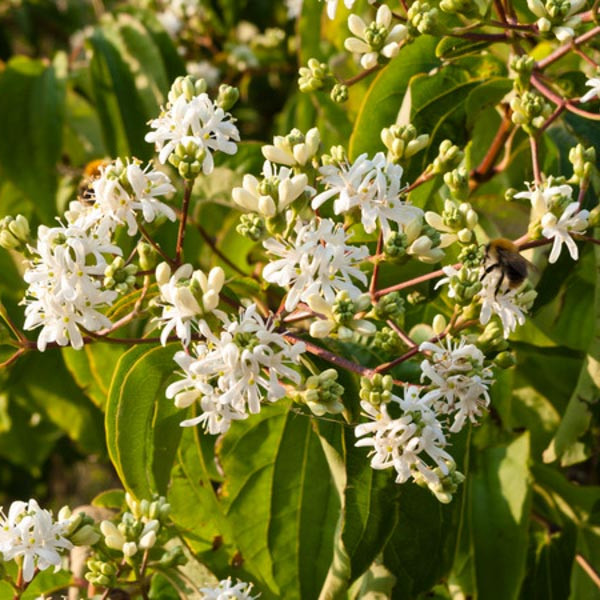 Heptacodium miconioides
