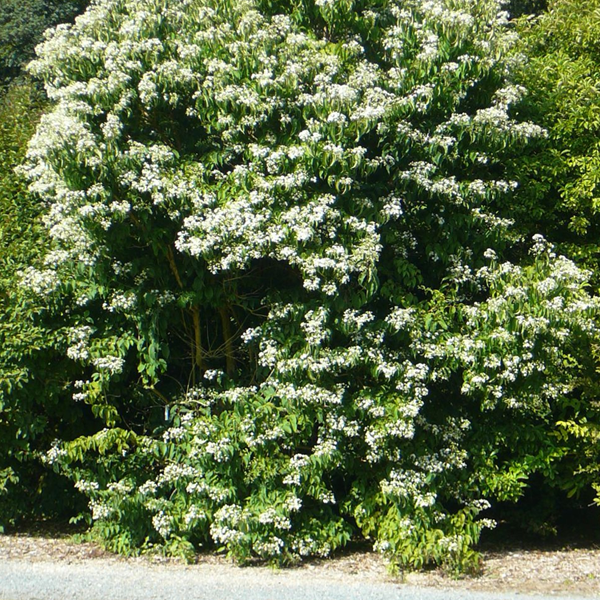 Heptacodium miconioides