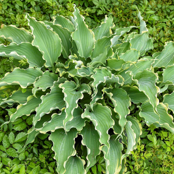 Hosta 'Dancing In The Moonlight'