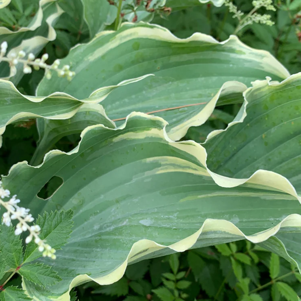 Hosta 'Dancing In The Moonlight'